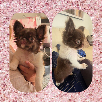 Ready now! Quality Chihuahua female puppy