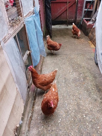 New adult layer chickens with Bentham roosters