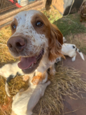 Sprocker puppies for sale