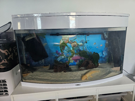 2 Axolotls including full set up.