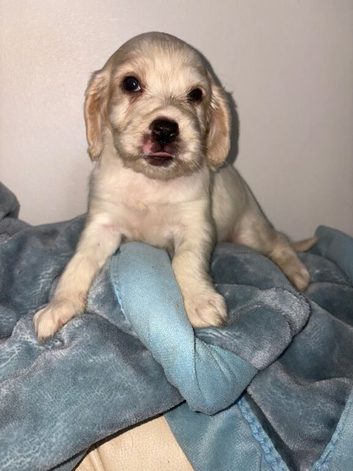 Cocker spaniel puppie