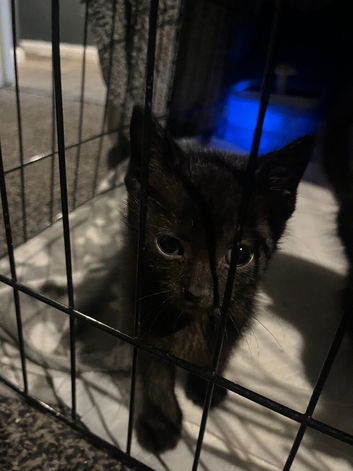 Kitten