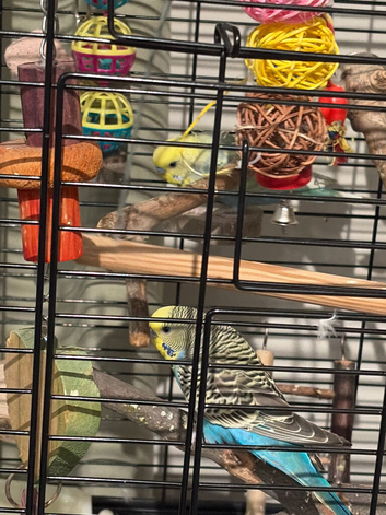 2 beautiful baby budgies