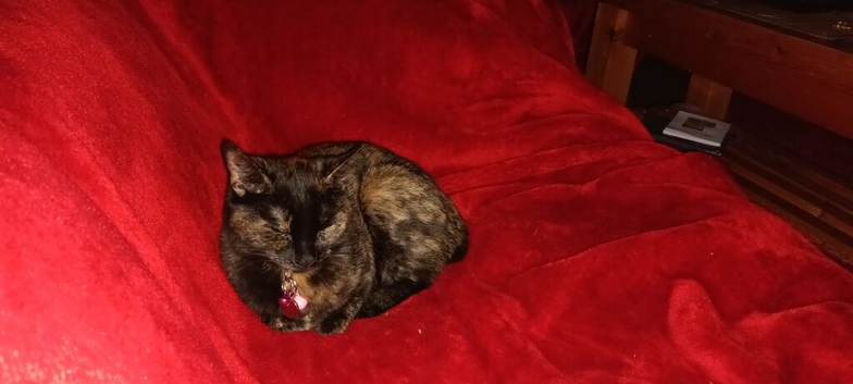 Missing cats from Bankhead Road