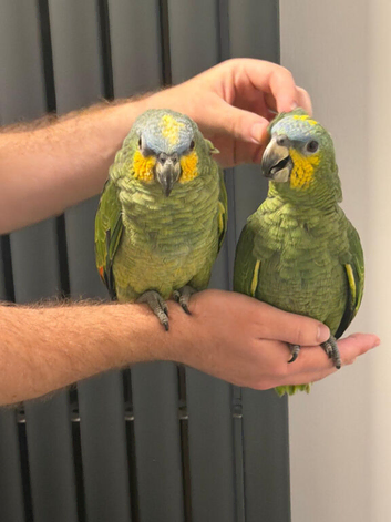 Handreard baby orange -winged Amazon for sale or ox