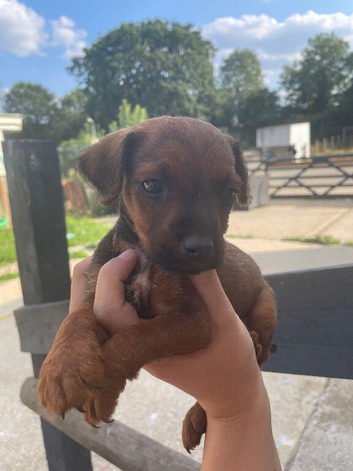 Patter jack Puppy