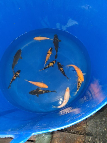 koj carp for sale