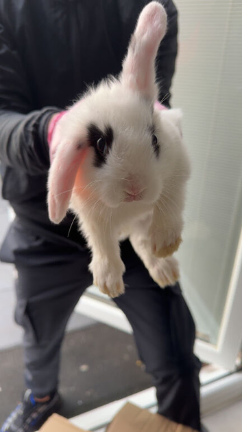 Rabbit litter for sale