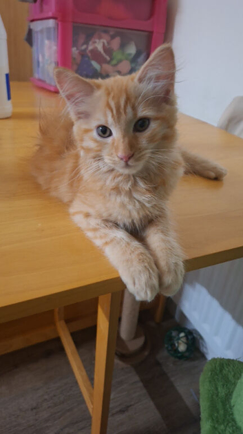 Ragdoll boy 10 weeks