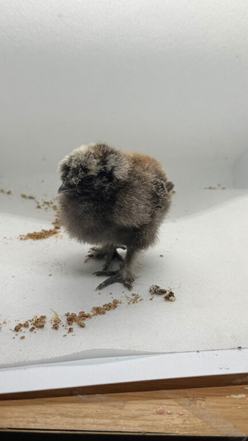6 x silkie chicks