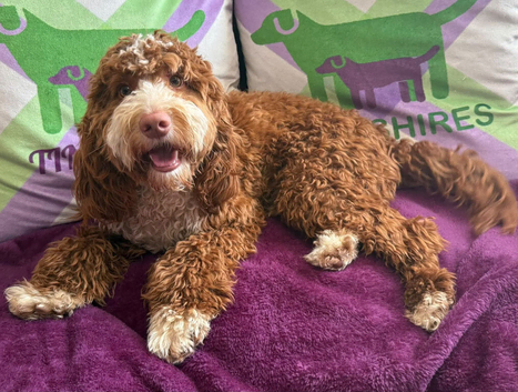 F1 mini cockapoo 7 month old deep fox red and white boy