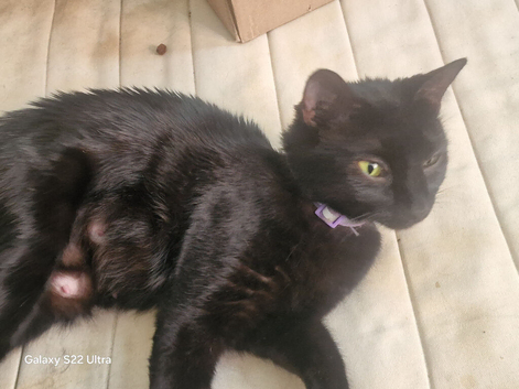Kitten ready for their forever homes