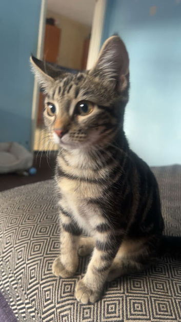 Loving 5 month old Tabby. Need gone asap