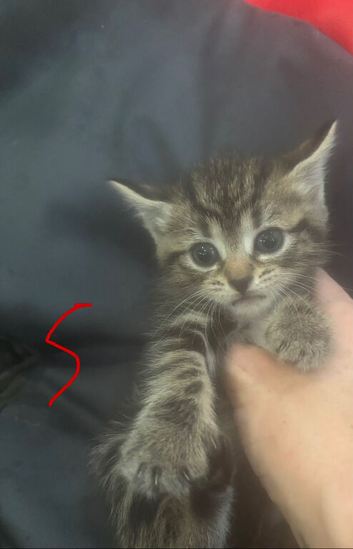 4 tabby 1 black