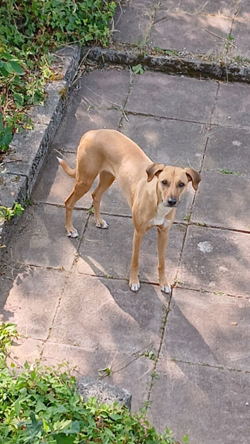 3 year old whippet lurcher