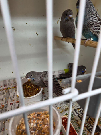 blackface black wings plus blackface pied splits