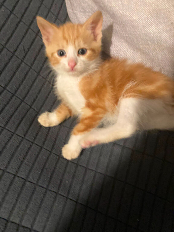 Gorgeous Kittens for sale