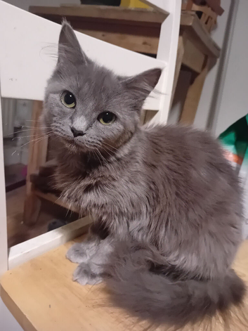 Grey kitten 10 months old