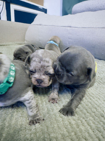 6 Beautiful French Bulldog Puppies - Lilac, Blue & Blue Merle