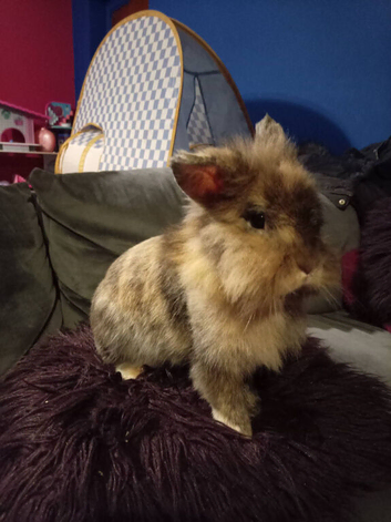 12mnth old lionhead proven does