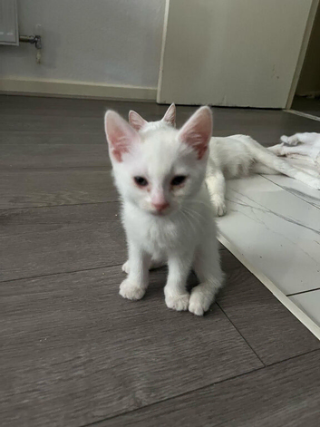 Adorable Kittens For Sale Looking for Loving Homes!