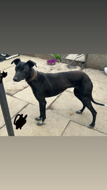 Black male Greyhound