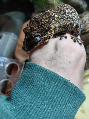 Male gargoyle gecko