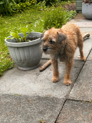Border terrier puppys