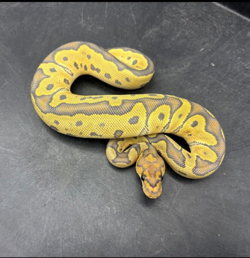 Male cypress leopard hypo clown
