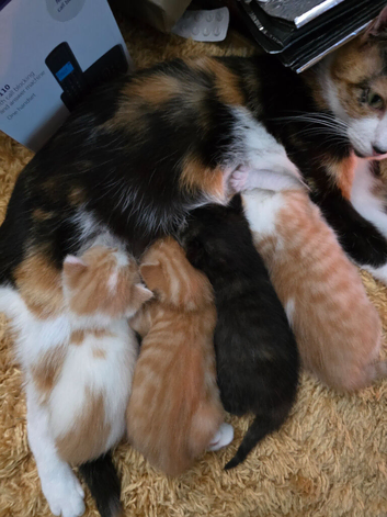 Beautiful Half British Short-hair Kittens.