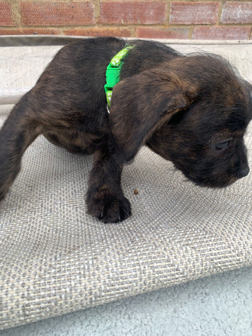 Male Floodle puppy