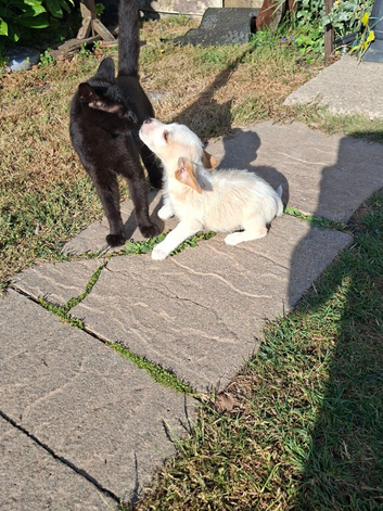 Jackapoo puppies for sale