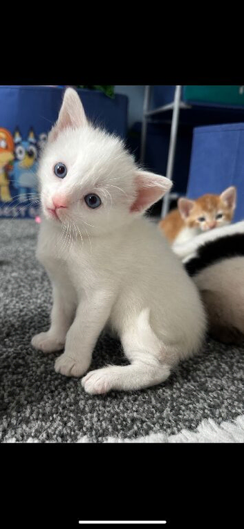 Pure white kitten