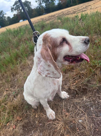Lady - Cocker Spaniel Bitch