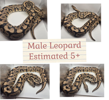 A selection of available rescue snakes