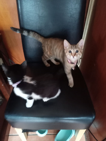 2 kittens