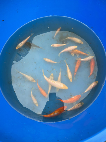 young koi for sale