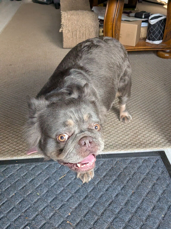 Fluffy Frenchie in rugby if post still up she still available collection only