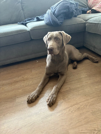 Sliver Labrador