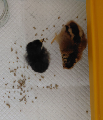 Day old chicks
