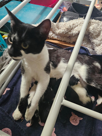 Kittens female