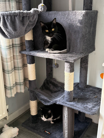 2 Male Cats Looking for a Loving New Home