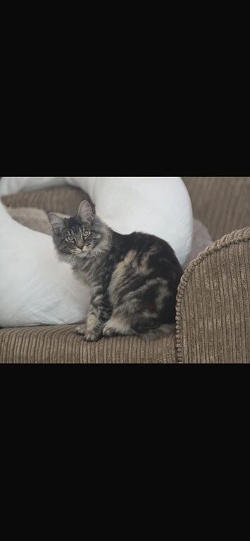 Maine coon female 8 month old
