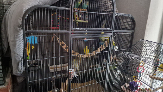 Budgies