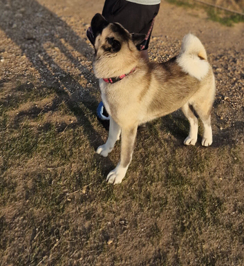 KC Registered Akita