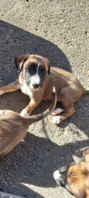 Lurcher puppies READY NOW 2 boys still available