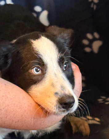 Collie x Huntaway puppies