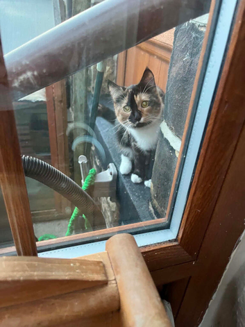Lost cat in Haworth
