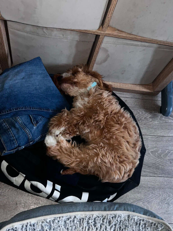 8mth cockapoo