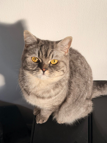 British Shorthair Cat for Sale
